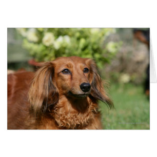 Red Long-haired Miniature Dachshund
