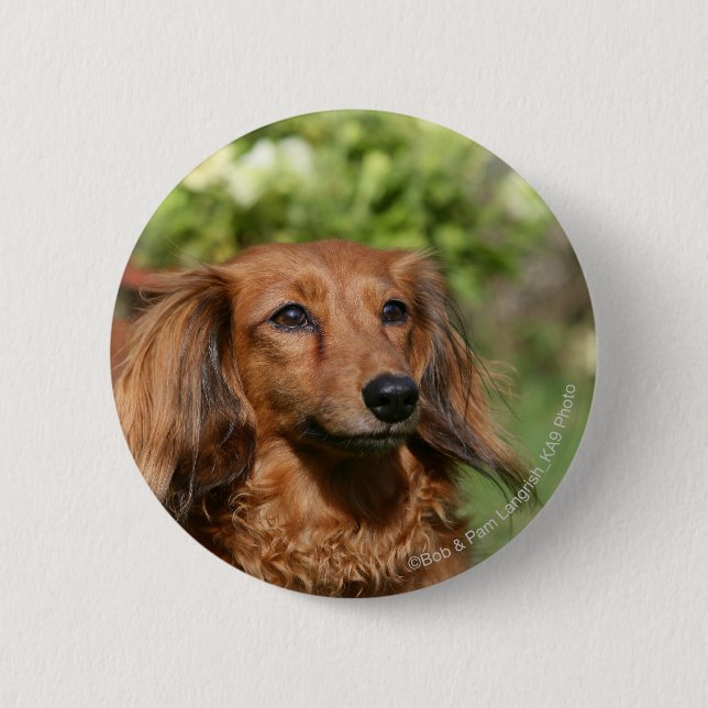 Red Long-haired Miniature Dachshund 6 Cm Round Badge (Front)