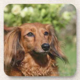 Red Long-haired Miniature Dachshund Coaster
