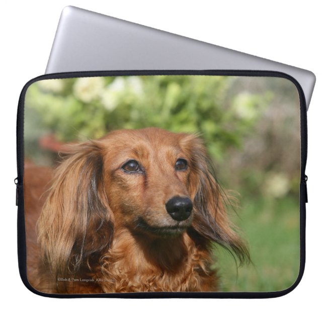 Red Long-haired Miniature Dachshund Laptop Sleeve (Front)
