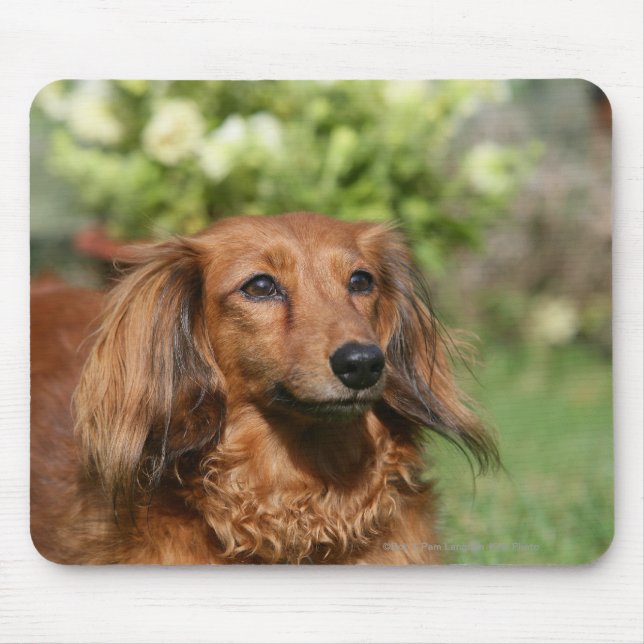 Red Long-haired Miniature Dachshund Mouse Pad (Front)