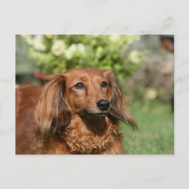 Red Long-haired Miniature Dachshund Postcard (Front)