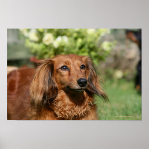 Red Long-haired Miniature Dachshund Poster