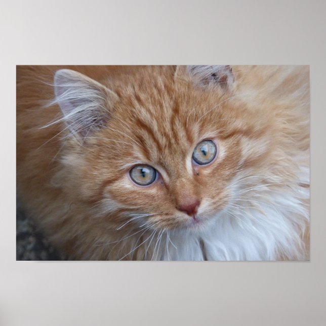 Red Long-haired Tabby Cat Looking Up Poster (Front)