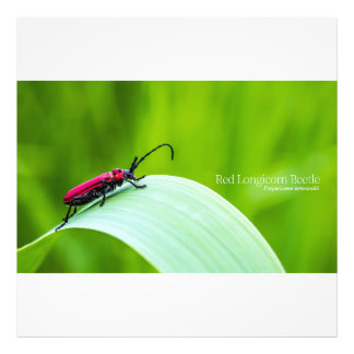 Red Longicorn Beetle and green background Photo Print