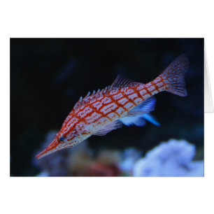 Red Longnose Hawkfish