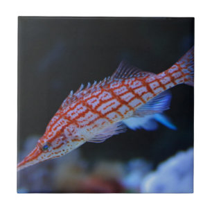 Red Longnose Hawkfish Ceramic Tile