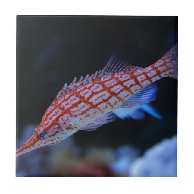 Red Longnose Hawkfish Ceramic Tile (Front)