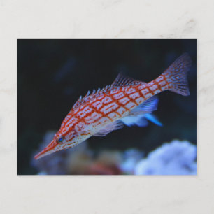 Red Longnose Hawkfish Postcard