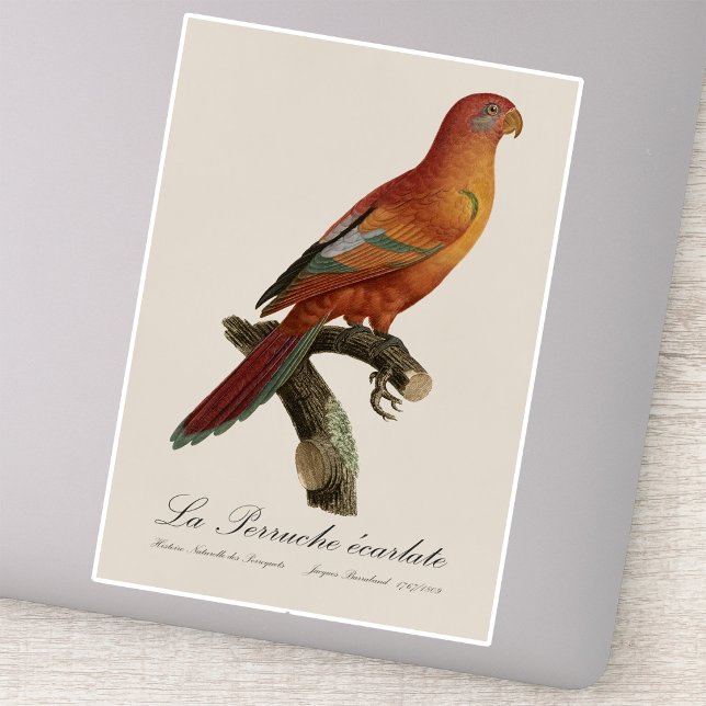 Red Lory or Eos Bornea, Trichoglossus borneus (Red Lory or Eos Bornea, Trichoglossus borneus. Sticker)