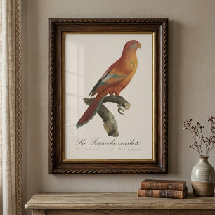 Red Lory or Eos Bornea, Trichoglossus borneus Photo Print