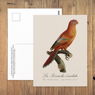 Red Lory or Eos Bornea, Trichoglossus borneus Postcard
