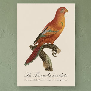 Red Lory or Eos Bornea, Trichoglossus borneus Poster