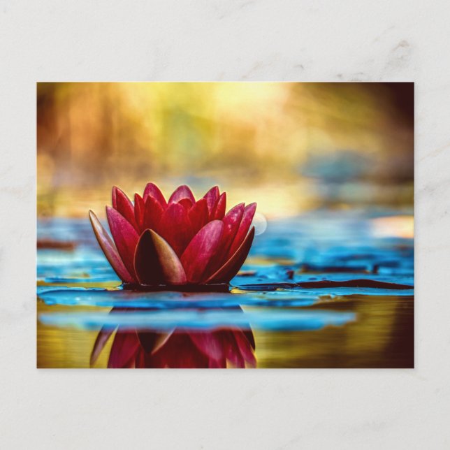 Red Lotus Water Lily Flower Postcard (Front)