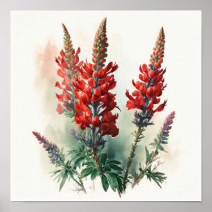 Red Lupine Flower Art Print Poster