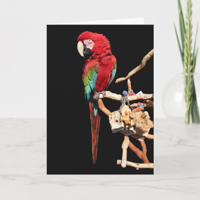 Red Macaw Card for Any Occasion (Front)