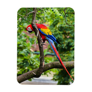 Red Macaw Flexible Magnet