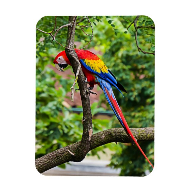 Red Macaw Flexible Magnet (Vertical)