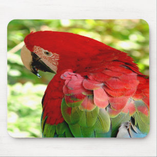 Red Macaw Mousepad 2