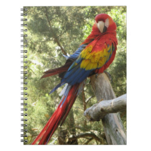 Red Macaw Parrot Bird Colourful Tropical Notebook