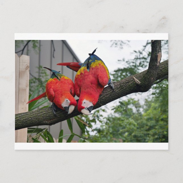 Red Macaws 1.JPG Postcard (Front)