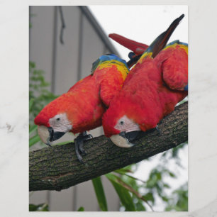 Red Macaws 2.JPG