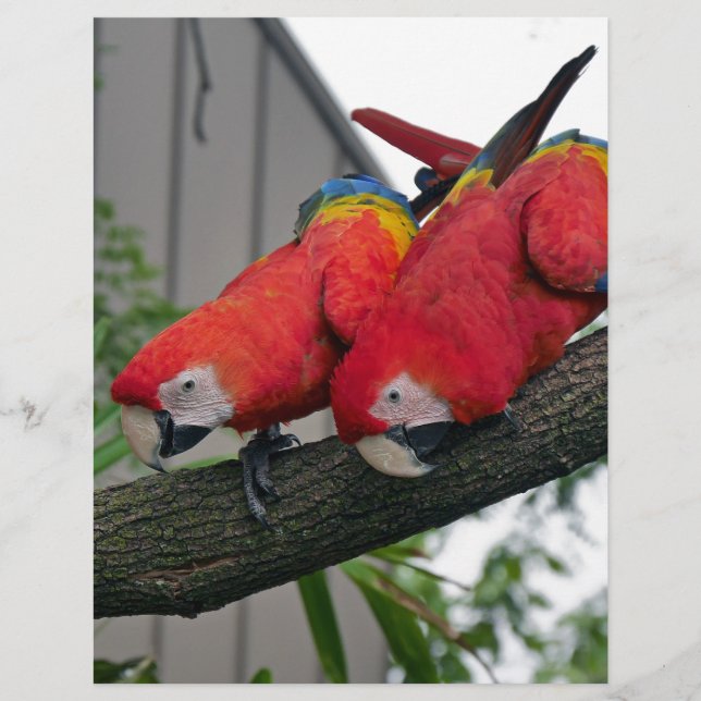 Red Macaws 2.JPG (Front)