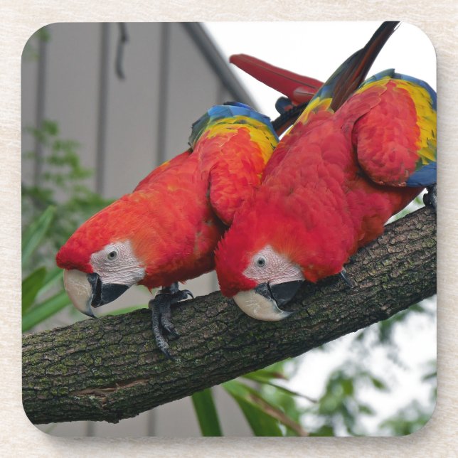 Red Macaws 2.JPG Coaster (Front)
