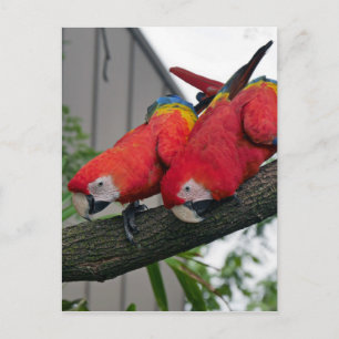 Red Macaws 2.JPG Postcard
