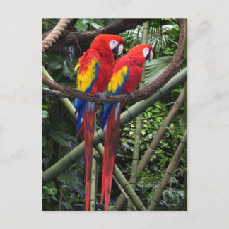 red macaws postcard