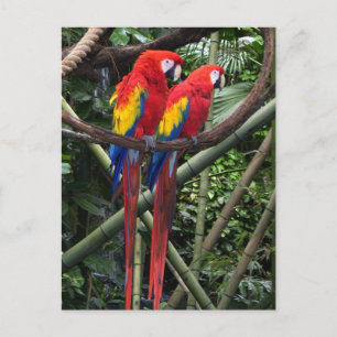 red macaws postcard
