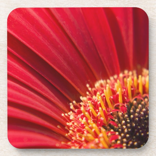 Red Macro Gerbera Daisy Flower Coaster (Front)