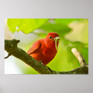 Red Male Summer Tanager Eating Caterpillar Poster