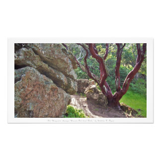 "Red Manzanita Amongst Massive Red-hued Rocks," Photo Print