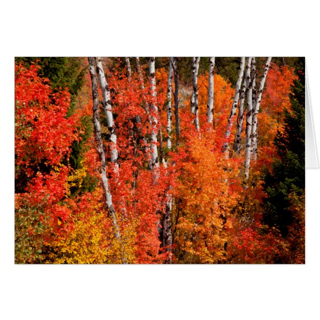 Red Maple (Acer Rubra) And Aspens (Front Horizontal)