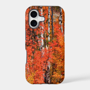 Red Maple (Acer Rubra) And Aspens