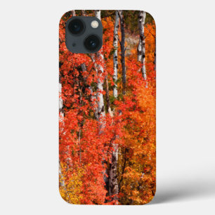 Red Maple (Acer Rubra) And Aspens iPhone 13 Case