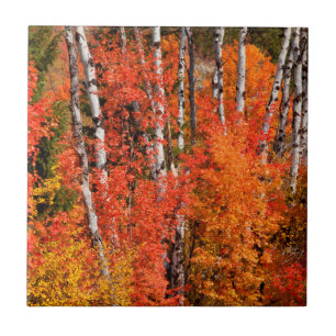 Red Maple (Acer Rubra) And Aspens Ceramic Tile