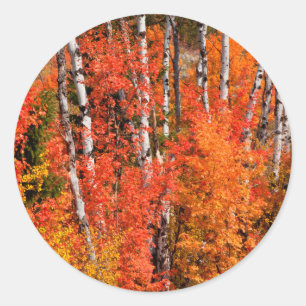 Red Maple (Acer Rubra) And Aspens Classic Round Sticker