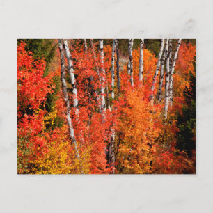 Red Maple (Acer Rubra) And Aspens Postcard