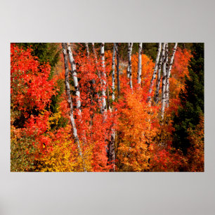Red Maple (Acer Rubra) And Aspens Poster