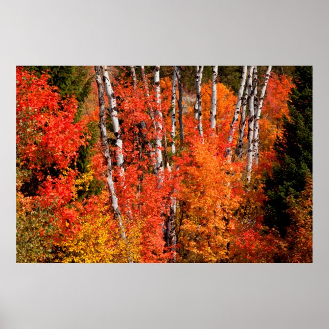 Red Maple (Acer Rubra) And Aspens Poster (Front)