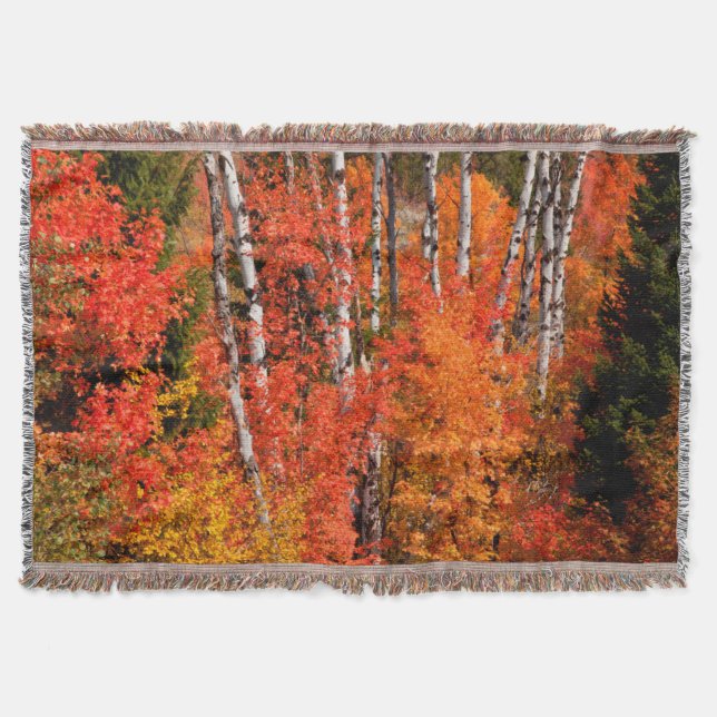 Red Maple (Acer Rubra) And Aspens Throw Blanket (Front)