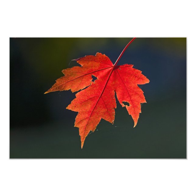 Red Maple Acer rubrum) red leaf in autumn, Photo Print (Front)