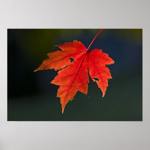 Red Maple Acer rubrum) red leaf in autumn, Poster