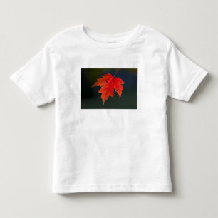 Red Maple Acer rubrum) red leaf in autumn, Toddler T-Shirt