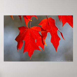 Red Maple Autumn Leaves Poster