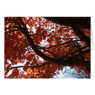 Red Maple Branches Autumn Colourful