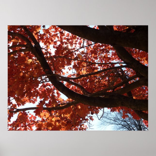 Red Maple Branches Autumn Colourful Poster (Front)