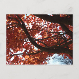 Red Maple Branches Autumn Colours Postcard